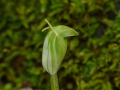 Pterostylis ectypha