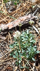 Eriogonum wrightii oresbium