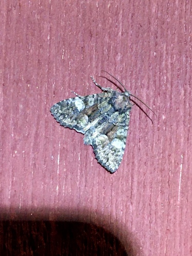 Wandering Brocade Moth photo 2