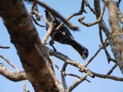 Melaniparus niger xanthostomus