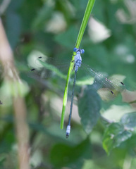 Lestes sigma