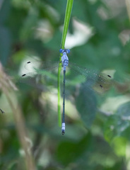 Lestes sigma