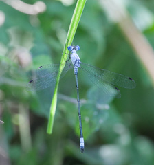 Lestes sigma