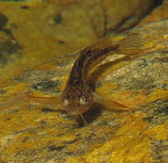 Clinus superciliosus