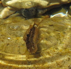 Clinus superciliosus