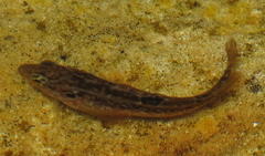 Clinus superciliosus