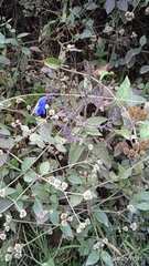 Salvia scutellarioides