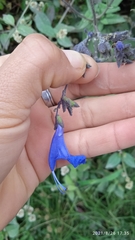 Salvia scutellarioides