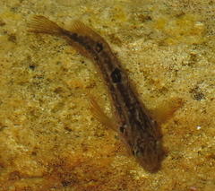 Clinus superciliosus