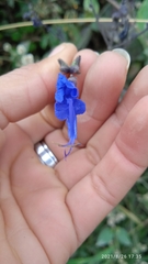 Salvia scutellarioides