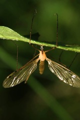 Limonia phragmitidis