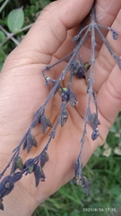 Salvia scutellarioides