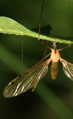 Limonia phragmitidis