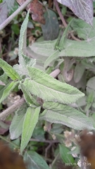 Salvia scutellarioides