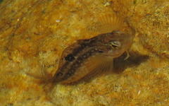 Clinus superciliosus