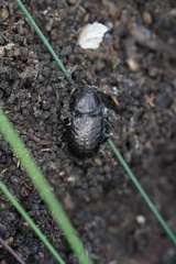 Adelium abbreviatum