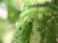 Uroleucon sonchi