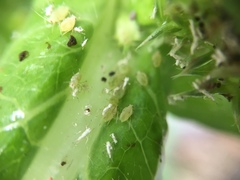 Uroleucon sonchi