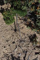 Cynorhiza typica
