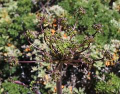Cynorhiza typica