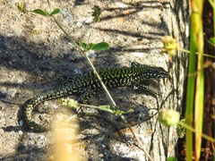Podarcis muralis