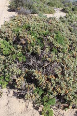 Cynorhiza typica