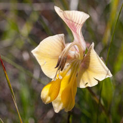 Gladiolus virescens