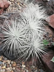Viridantha