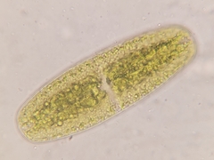 Netrium oblongum