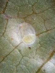 Powellia schefflericola