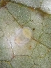 Powellia schefflericola