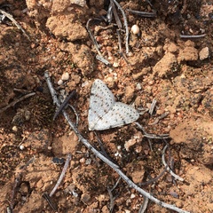 Tapinogyna perichroa