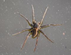 Dolomedes plantarius