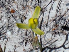 Albuca longipes
