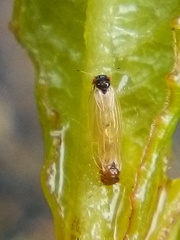 Ctenarytaina fuchsiae