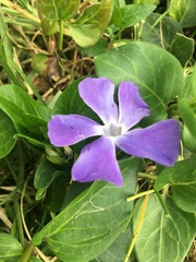 Vinca major