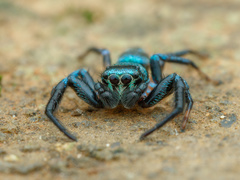 Thiania bhamoensis