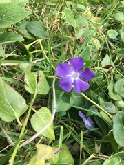 Vinca major