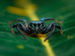 Thiania bhamoensis