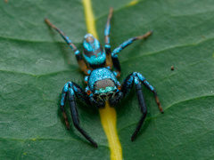 Thiania bhamoensis