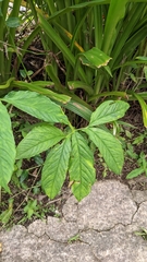 Xanthosoma wendlandii