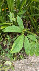 Xanthosoma wendlandii