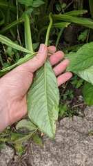 Xanthosoma wendlandii