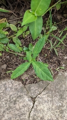 Xanthosoma wendlandii