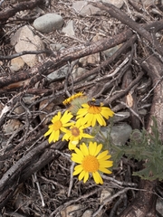 Senecio adenotrichius