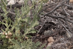 Senecio adenotrichius