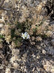 Leptosiphon nuttallii pubescens