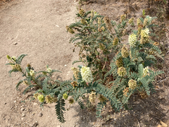 Astragalus pycnostachyus