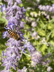 Apis mellifera
