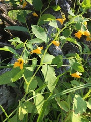 Impatiens aurella